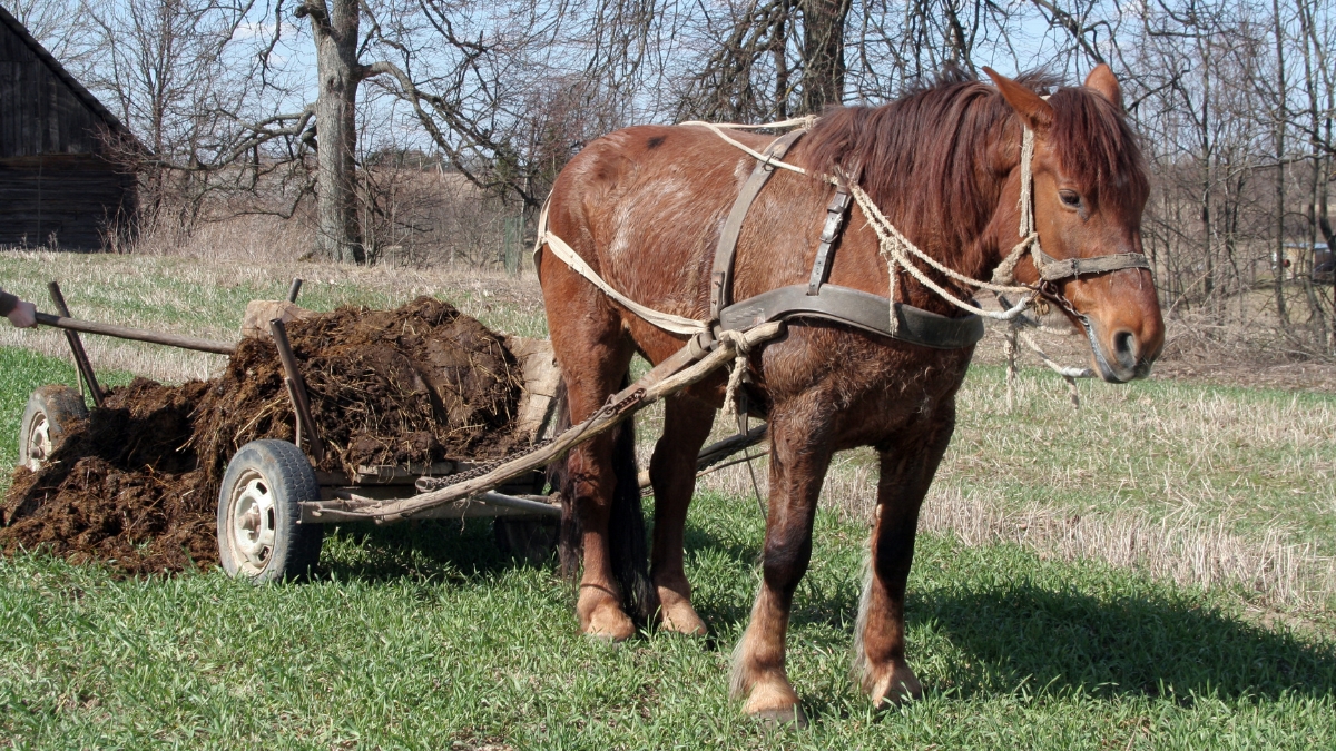 Les différentes races de chevaux de trait